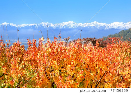 Autumn leaves of apricots and the Northern Alps Autumn leaves of apricots and the Northern Alps 77456369