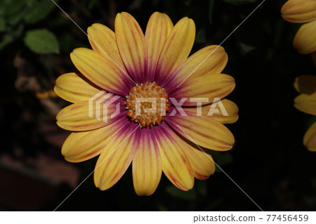維生素顏色黃色雛菊 維生素顏色黃色雛菊 77456459