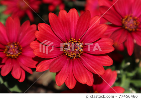 熱情的紅色非洲雛菊 熱情的紅色非洲雛菊 77456460