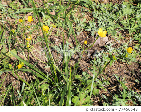 Yellow flowering buttercup growing in Yatake parking lot Unzen, Obama-cho, Unzen City, Nagasaki Prefecture 77456548