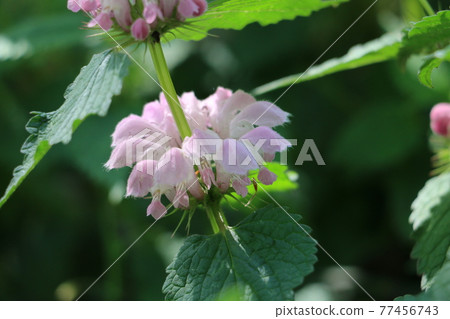 Spring wild grass-dead-nettle Spring wild grass-dead-nettle 77456743