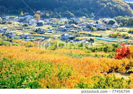 Autumn leaves in apricot field Autumn leaves in apricot field 77456794