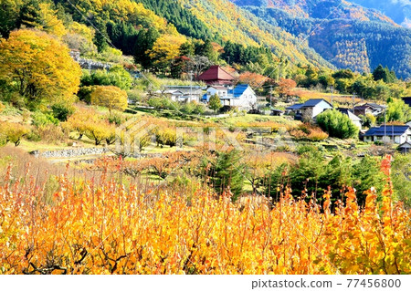 Autumn leaves in apricot field Autumn leaves in apricot field 77456800