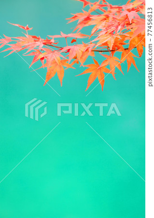 Autumn leaves of maple Autumn leaves of maple 77456813