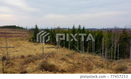 Aerial bark wood beetle drone pest Ips typographus dead spruce tree infested and attacked by the European spruce quadcopter view flying fly flight show, cutting deforestation caterpillar dead trees 77457253