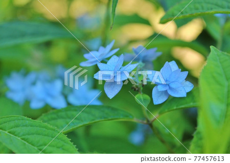 Hydrangea hydrangea Hydrangea hydrangea 77457613