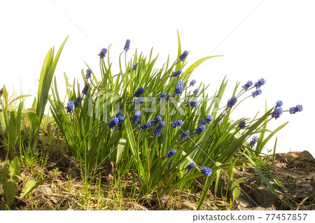 Muscari hyacinths flowers group isolated on white background. 77457857