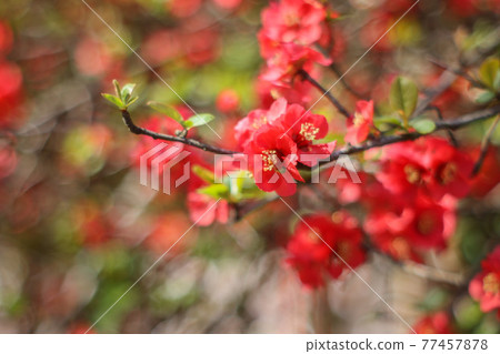 模糊的鮮花 模糊的鮮花 77457878
