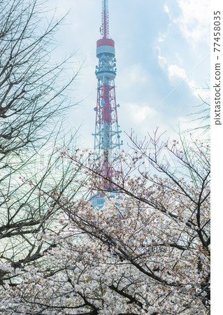 Cherry blossoms and Tokyo Tower, Tokyo Tower seen from a row of cherry blossom trees, cherry blossoms in an urban park, cherry blossoms in full bloom Cherry blossoms and Tokyo Tower, Tokyo Tower seen from a row of cherry blossom trees, cherry blossoms in an urban park, cherry blossoms in full bloom 77458035