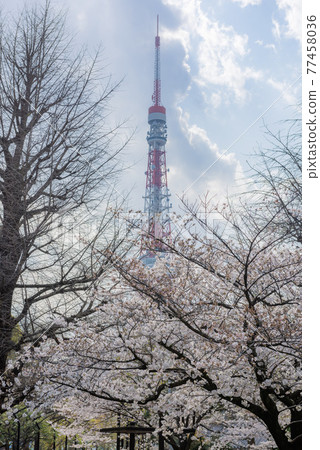 Cherry blossoms and Tokyo Tower, Tokyo Tower seen from a row of cherry blossom trees, cherry blossoms in an urban park, cherry blossoms in full bloom Cherry blossoms and Tokyo Tower, Tokyo Tower seen from a row of cherry blossom trees, cherry blossoms in an urban park, cherry blossoms in full bloom 77458036