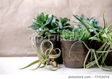 Tillandsia air and different succulent plant in ceramic pots 77458059