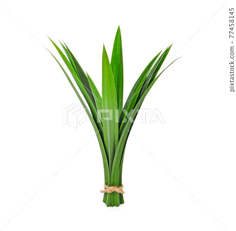 fresh pandan leaves isolated on white background 77458145