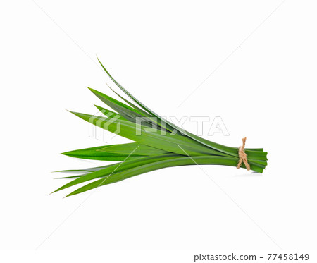 fresh pandan leaves isolated on white background 77458149