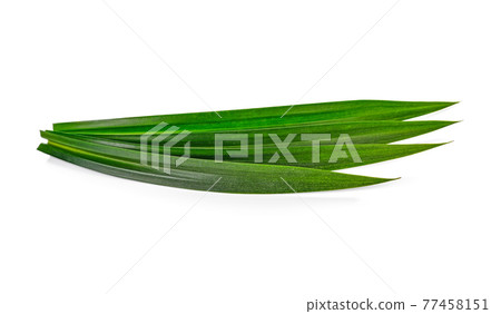 fresh pandan leaves isolated on white background 77458151