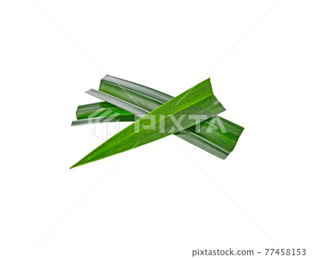 fresh pandan leaves isolated on white background 77458153
