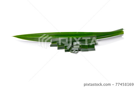 fresh pandan leaves isolated on white background 77458169
