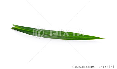 fresh pandan leaves isolated on white background 77458171