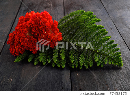 Red cockscomb flowers isolated wood background. 77458175