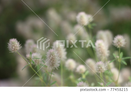 Triforium Bunnies 77458215
