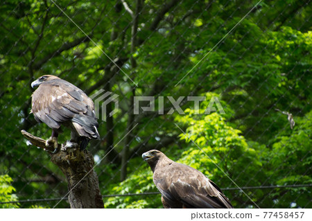 Two golden eagles Two golden eagles 77458457