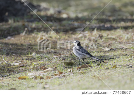 Black-backed wagtail taking a walk in the park 77458607