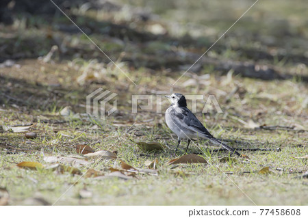 Black-backed wagtail taking a walk in the park 77458608