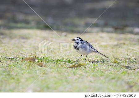 Black-backed wagtail taking a walk in the park 77458609