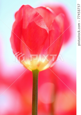 Spring image pink tulip (Ban Ake) Spring image pink tulip (Ban Ake) 77458737