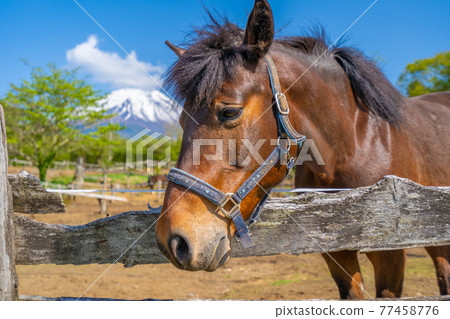 Early summer ranch Mt. Fuji and horses Early summer ranch Mt. Fuji and horses 77458776