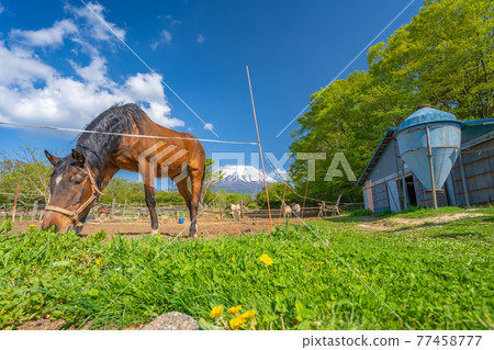 Early summer ranch Mt. Fuji and horses Early summer ranch Mt. Fuji and horses 77458777
