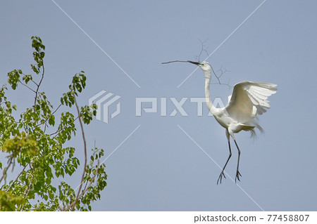 Heron 77458807