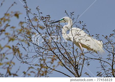 Heron Heron 77458819
