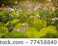 Pond full of lotus 77458840