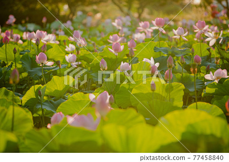 Pond full of lotus Pond full of lotus 77458840