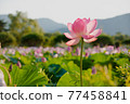 Pond full of lotus 77458841