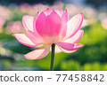 lotus close up 77458842