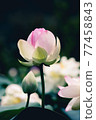lotus close up 77458843