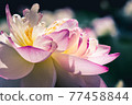lotus close up 77458844