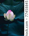 lotus close up 77458845