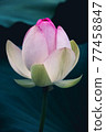 lotus close up 77458847