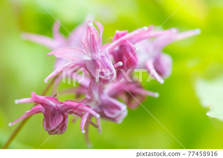 Flower of Ikarisou Flower of Ikarisou 77458916