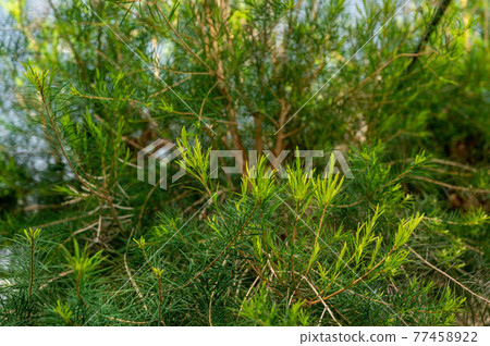 Tea tree Tea tree 77458922