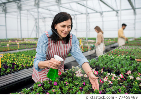 Portrait of people working in greenhouse in garden center, woman spraying plants with water. Portrait of people working in greenhouse in garden center, woman spraying plants with water. 77459469