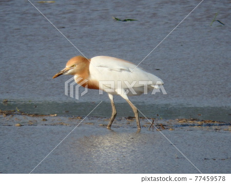 Rice fields in the Sendai Plain where there was a cattle egret that aimed at food Rice fields in the Sendai Plain where there was a cattle egret that aimed at food 77459578