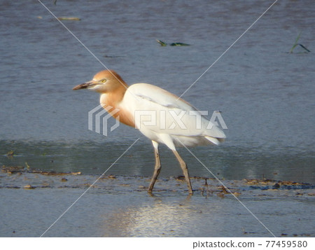 Paddy fields in the Sendai Plain with cattle egrets walking straight Paddy fields in the Sendai Plain with cattle egrets walking straight 77459580