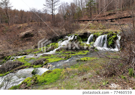 Chatsubomi Moss Park,群馬縣中之條町,安娜地獄,天然紀念物 Chatsubomi Moss Park,群馬縣中之條町,安娜地獄,天然紀念物 77460559