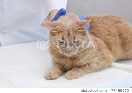 Red cat at the reception at the vet. 77460970
