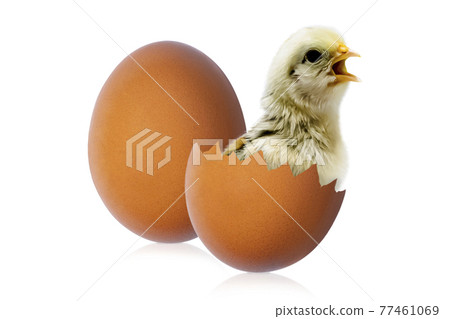 Eggs and chick coming out of a egg isolate on white background 77461069