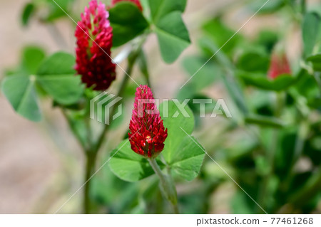 草莓蠟燭 77461268