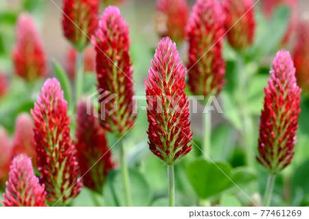 草莓蠟燭 草莓蠟燭 77461269